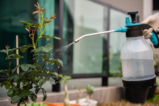 Spider and insect control Polokwane
